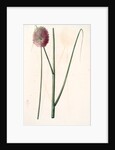 Allium sphaerocephalon, Allium sphaerocephalum; Ail à téte ronde, Drumsticks; Ornamental Onion by Pierre Joseph Redouté