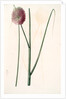 Allium sphaerocephalon, Allium sphaerocephalum; Ail à téte ronde, Drumsticks; Ornamental Onion by Pierre Joseph Redouté