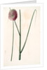 Allium sphaerocephalon, Allium sphaerocephalum; Ail à téte ronde, Drumsticks; Ornamental Onion by Pierre Joseph Redouté