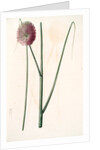 Allium sphaerocephalon, Allium sphaerocephalum; Ail à téte ronde, Drumsticks; Ornamental Onion by Pierre Joseph Redouté