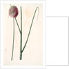 Allium sphaerocephalon, Allium sphaerocephalum; Ail à téte ronde, Drumsticks; Ornamental Onion by Pierre Joseph Redouté