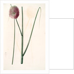 Allium sphaerocephalon, Allium sphaerocephalum; Ail à téte ronde, Drumsticks; Ornamental Onion by Pierre Joseph Redouté