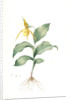 Cypripedium flavescens, Cypripedium Calceolus var. pubescens; Sabot à fleur jaune; American Lady-Slipper, Nerve root by Pierre Joseph Redouté
