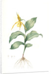 Cypripedium flavescens, Cypripedium Calceolus var. pubescens; Sabot à fleur jaune; American Lady-Slipper, Nerve root by Pierre Joseph Redouté