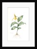 Cypripedium flavescens, Cypripedium Calceolus var. pubescens; Sabot à fleur jaune; American Lady-Slipper, Nerve root by Pierre Joseph Redouté
