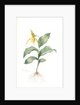 Cypripedium flavescens, Cypripedium Calceolus var. pubescens; Sabot à fleur jaune; American Lady-Slipper, Nerve root by Pierre Joseph Redouté