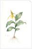 Cypripedium flavescens, Cypripedium Calceolus var. pubescens; Sabot à fleur jaune; American Lady-Slipper, Nerve root by Pierre Joseph Redouté