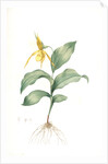 Cypripedium flavescens, Cypripedium Calceolus var. pubescens; Sabot à fleur jaune; American Lady-Slipper, Nerve root by Pierre Joseph Redouté