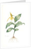 Cypripedium flavescens, Cypripedium Calceolus var. pubescens; Sabot à fleur jaune; American Lady-Slipper, Nerve root by Pierre Joseph Redouté