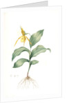 Cypripedium flavescens, Cypripedium Calceolus var. pubescens; Sabot à fleur jaune; American Lady-Slipper, Nerve root by Pierre Joseph Redouté