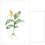 Cypripedium flavescens, Cypripedium Calceolus var. pubescens; Sabot à fleur jaune; American Lady-Slipper, Nerve root by Pierre Joseph Redouté