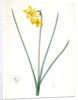 Narcissus odorus, Narcissus odorant, Sweet-scented Jonquil, Great Jonquil by Pierre Joseph Redouté