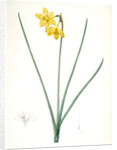 Narcissus odorus, Narcissus odorant, Sweet-scented Jonquil, Great Jonquil by Pierre Joseph Redouté