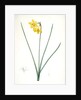 Narcissus odorus, Narcissus odorant, Sweet-scented Jonquil, Great Jonquil by Pierre Joseph Redouté