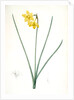 Narcissus odorus, Narcissus odorant, Sweet-scented Jonquil, Great Jonquil by Pierre Joseph Redouté