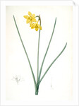 Narcissus odorus, Narcissus odorant, Sweet-scented Jonquil, Great Jonquil by Pierre Joseph Redouté