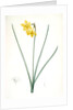 Narcissus odorus, Narcissus odorant, Sweet-scented Jonquil, Great Jonquil by Pierre Joseph Redouté