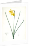 Narcissus odorus, Narcissus odorant, Sweet-scented Jonquil, Great Jonquil by Pierre Joseph Redouté