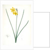 Narcissus odorus, Narcissus odorant, Sweet-scented Jonquil, Great Jonquil by Pierre Joseph Redouté