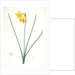 Narcissus odorus, Narcissus odorant, Sweet-scented Jonquil, Great Jonquil by Pierre Joseph Redouté