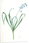 Hyacinthus orientalis, Jacinthe orientale, Common Hyacinth by Pierre Joseph Redouté