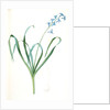 Hyacinthus orientalis, Jacinthe orientale, Common Hyacinth by Pierre Joseph Redouté
