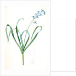 Hyacinthus orientalis, Jacinthe orientale, Common Hyacinth by Pierre Joseph Redouté