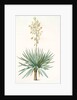 Yucca gloriosa, Yucca a feuilles entieres; Palm Lily or Spanish Dagger (signed) by Pierre Joseph Redouté