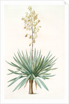Yucca gloriosa, Yucca a feuilles entieres; Palm Lily or Spanish Dagger (signed) by Pierre Joseph Redouté
