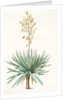 Yucca gloriosa, Yucca a feuilles entieres; Palm Lily or Spanish Dagger (signed) by Pierre Joseph Redouté