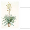 Yucca gloriosa, Yucca a feuilles entieres; Palm Lily or Spanish Dagger (signed) by Pierre Joseph Redouté
