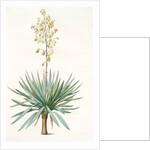 Yucca gloriosa, Yucca a feuilles entieres; Palm Lily or Spanish Dagger (signed) by Pierre Joseph Redouté