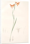 Gladiolus Watsonius, Glaïeul à fleurs de Watsonie, Watson's Corn-flag by Pierre Joseph Redouté