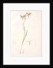 Gladiolus Watsonius, Glaïeul à fleurs de Watsonie, Watson's Corn-flag by Pierre Joseph Redouté