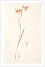 Gladiolus Watsonius, Glaïeul à fleurs de Watsonie, Watson's Corn-flag by Pierre Joseph Redouté