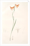 Gladiolus Watsonius, Glaïeul à fleurs de Watsonie, Watson's Corn-flag by Pierre Joseph Redouté