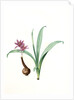 Colchicum alpinum, Colchique des Alpes, Alpine saffron by Pierre Joseph Redouté