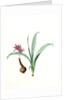 Colchicum alpinum, Colchique des Alpes, Alpine saffron by Pierre Joseph Redouté