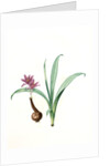 Colchicum alpinum, Colchique des Alpes, Alpine saffron by Pierre Joseph Redouté