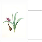 Colchicum alpinum, Colchique des Alpes, Alpine saffron by Pierre Joseph Redouté