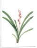 Cymbidium aloifolium, Epidendre a feuilles d'aloes, Aloe-leaved Epidendrum by Pierre Joseph Redouté