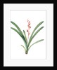 Cymbidium aloifolium, Epidendre a feuilles d'aloes, Aloe-leaved Epidendrum by Pierre Joseph Redouté