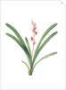 Cymbidium aloifolium, Epidendre a feuilles d'aloes, Aloe-leaved Epidendrum by Pierre Joseph Redouté