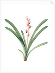 Cymbidium aloifolium, Epidendre a feuilles d'aloes, Aloe-leaved Epidendrum by Pierre Joseph Redouté