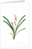 Cymbidium aloifolium, Epidendre a feuilles d'aloes, Aloe-leaved Epidendrum by Pierre Joseph Redouté