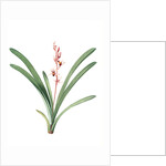 Cymbidium aloifolium, Epidendre a feuilles d'aloes, Aloe-leaved Epidendrum by Pierre Joseph Redouté