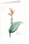 Canna indica, Baslisier der Indes; Indian Shot, Achira by Pierre Joseph Redouté