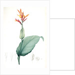 Canna indica, Baslisier der Indes; Indian Shot, Achira by Pierre Joseph Redouté