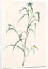 Commelina dianthifolia, Comméline à feuilles d'œillet, Birdbill Dayflower by Pierre Joseph Redouté