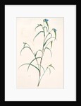 Commelina dianthifolia, Comméline à feuilles d'œillet, Birdbill Dayflower by Pierre Joseph Redouté